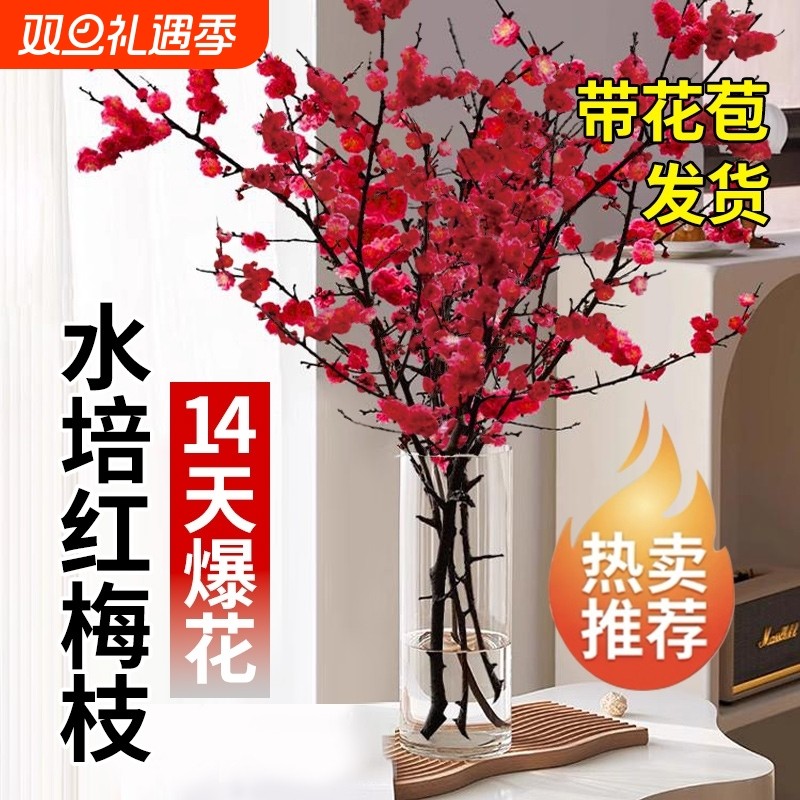 室内水培鲜枝红梅花遇水就活