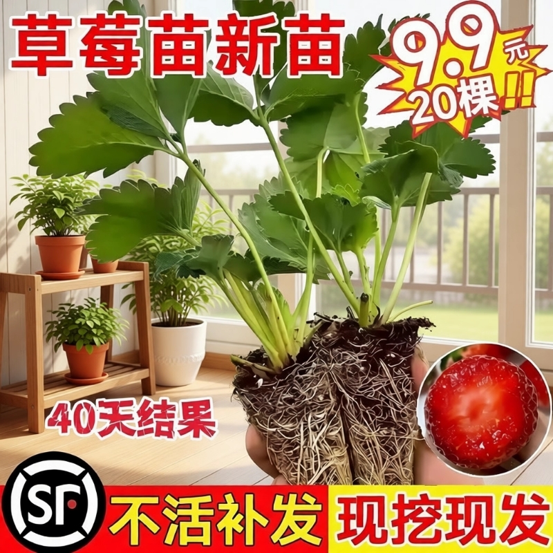 奶油草莓苗盆栽带花带果带土种籽子红颜四季结果阳台种植新苗苗秧