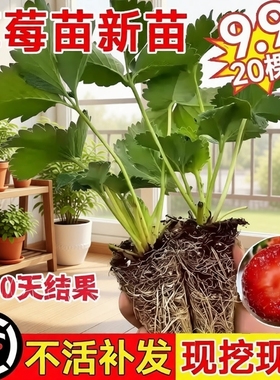 奶油草莓苗盆栽带花带果带土种籽子红颜四季结果阳台种植新苗苗秧