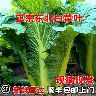 东北大白菜叶新鲜包菜叶即食蘸酱菜包饭绿叶子送酱饭包叶顺丰农家