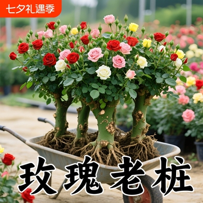 月季四季开花老桩|超1000次加购