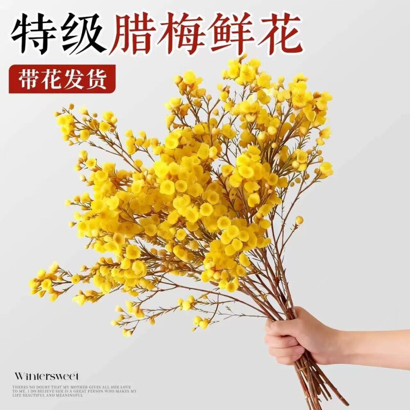 腊梅鲜花家用鲜切带花苞干枝枝条四季水培花卉插花绿植物客厅室内