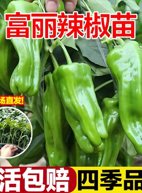 薄皮青椒不辣的菜椒大辣椒苗山东寿光蔬菜秧苗带土高产四季老品种