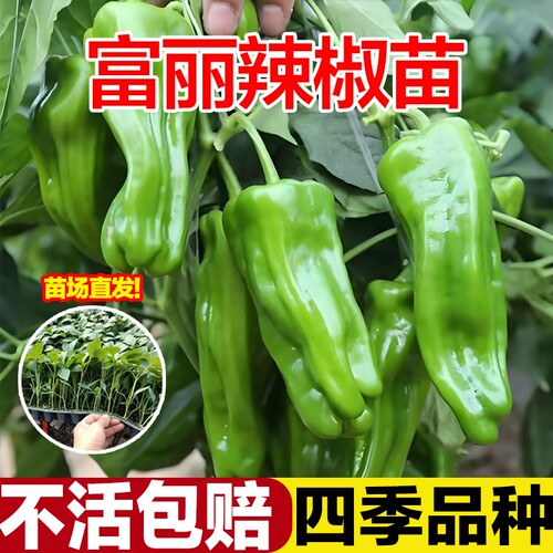 薄皮青椒不辣的菜椒大辣椒苗山东寿光蔬菜秧苗带土高产四季老品种