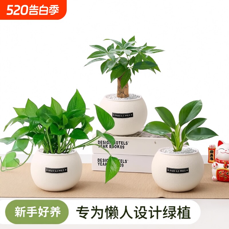 绿植发财树室内小盆栽桌面净化空气易活四季懒人养的吸甲醛植物