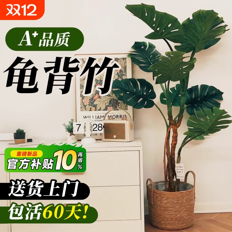 龟背竹客厅大盆栽老桩植物