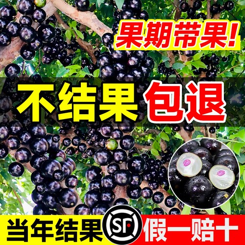 正宗四季果树葡萄苗果树盆栽