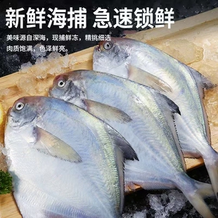 新鲜小银鲳鱼新鲜海鲜水产深海银鲳鱼昌鱼冷冻白鲳鱼平鱼鳊鱼包邮