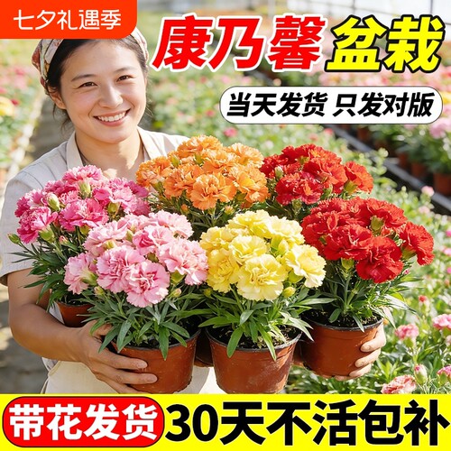 康乃馨盆栽带花苞鲜花四季开花卉室内植物好养大花苗客厅花期品种