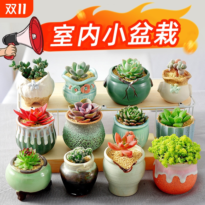 多肉植物室内小盆栽大颗好养陶瓷盆带土组合批发仙人掌球绿植花卉