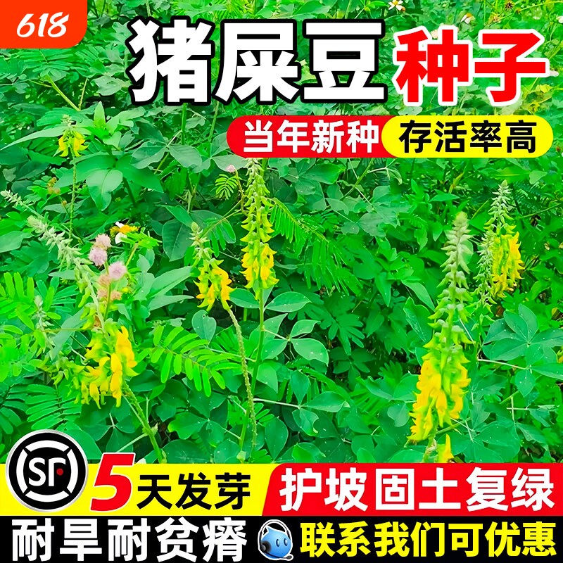 猪屎豆种子修复护坡固土草籽耐贫瘠边坡复绿工程绿化灌木种籽牧草