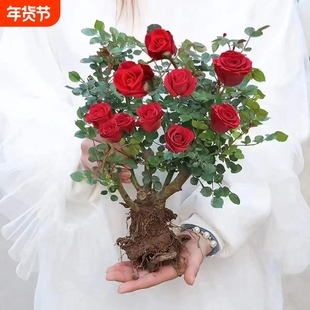 正宗玫瑰花苗大花月季花苗大花老桩庭院花卉浓香型老根阳台庭院