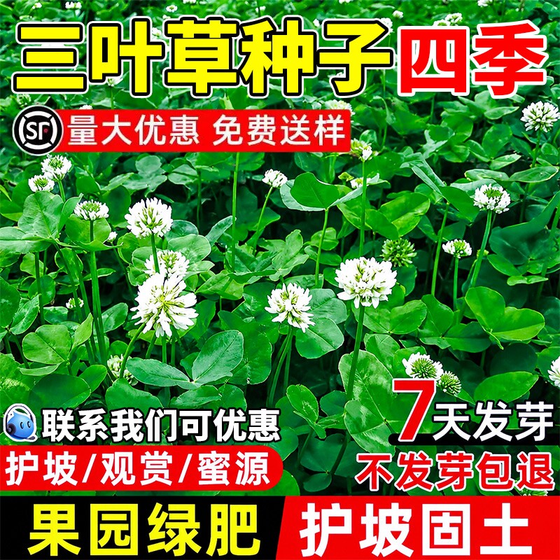 三叶草种子四季耐寒热护坡固土果园绿肥蜜源固氮红三叶白三叶草籽
