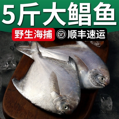 【银鲳鱼】舟山野生大昌鱼平鱼海捕深海东海白鲳鱼新鲜冷冻冰鲜