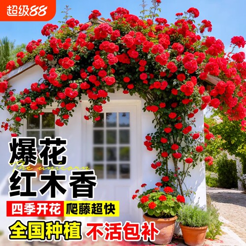 红木香花苗爬藤植物甜蜜黄白木香花树庭院四季开花卉盆栽大苗蔷薇