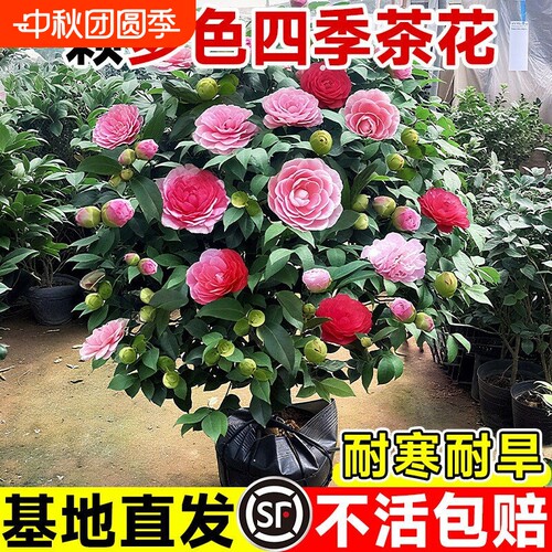 五色赤丹茶花树苗盆栽带花苞植物玫瑰花山茶花苗四季开花老桩室内