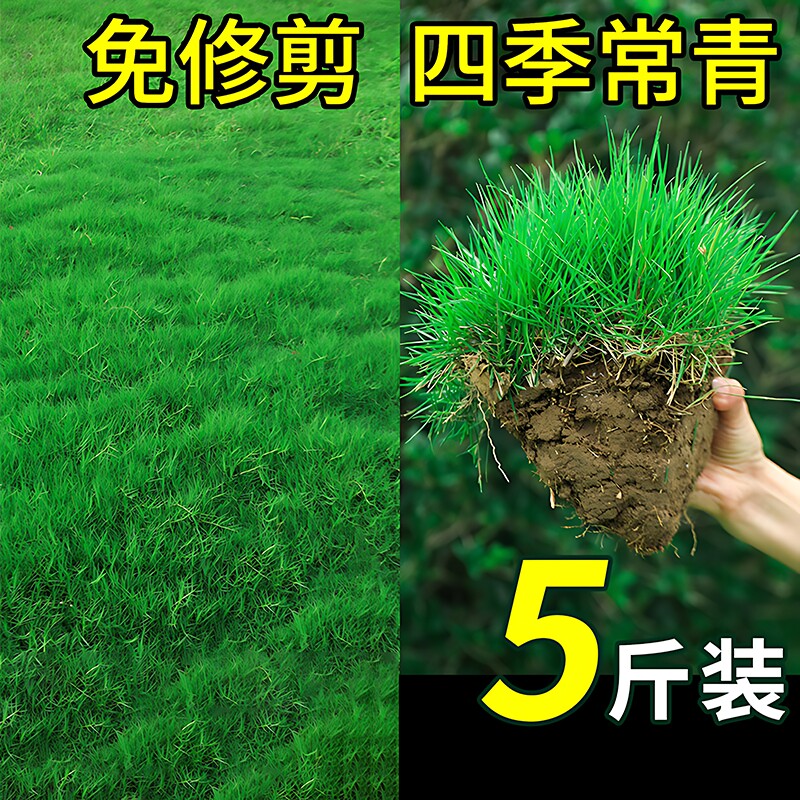 草坪种子草籽四季常青护坡狗牙根马尼拉庭院地毯草皮绿化黑麦草孑