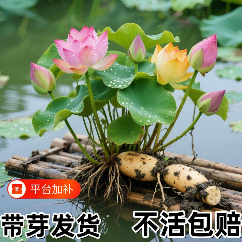 荷花盆栽莲花藕苗四季观赏藕种水培植物花卉睡莲莲藕苗种大型种藕