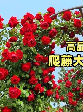 藤本月季花苗特大花浓香庭院植物室内盆栽玫瑰爬藤蔷薇四季开花卉