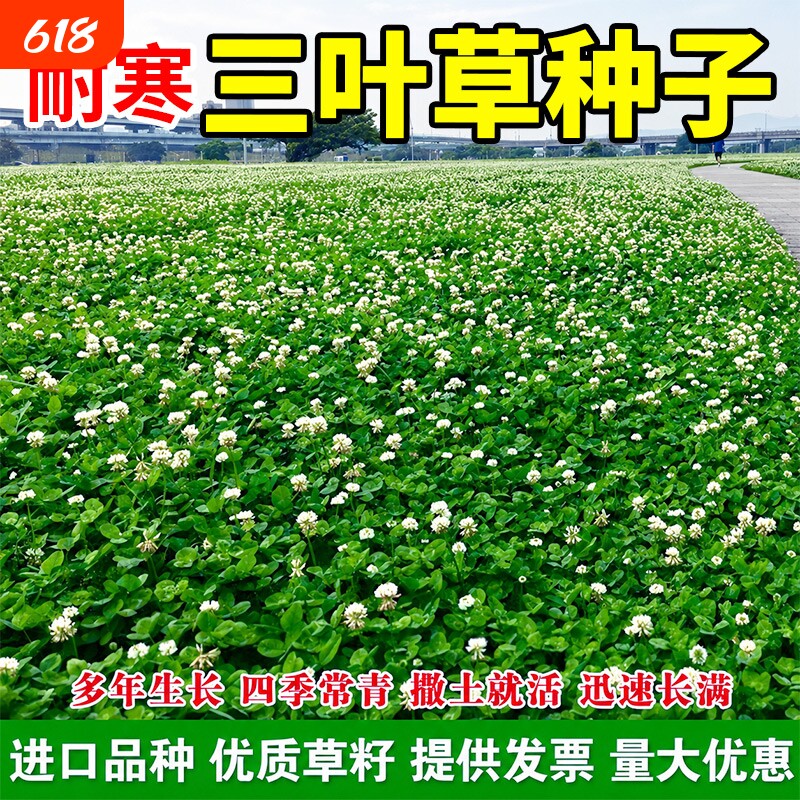 耐寒三叶草种子红三叶白三叶种籽四季常青幸运草园林绿化草坪草籽