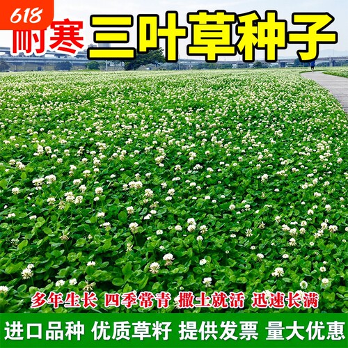 耐寒三叶草种子红三叶白三叶种籽四季常青幸运草园林绿化草坪草籽