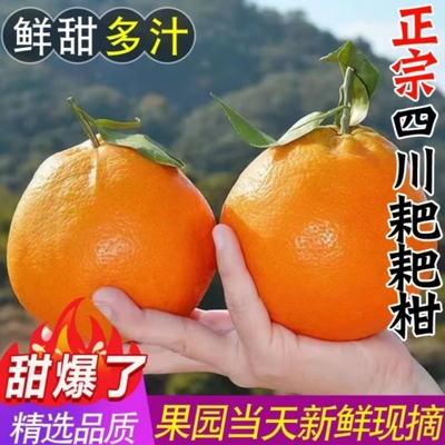 四川眉山春见耙耙柑粑粑柑新鲜水果丑橘现摘发货当季水果橘子好甜