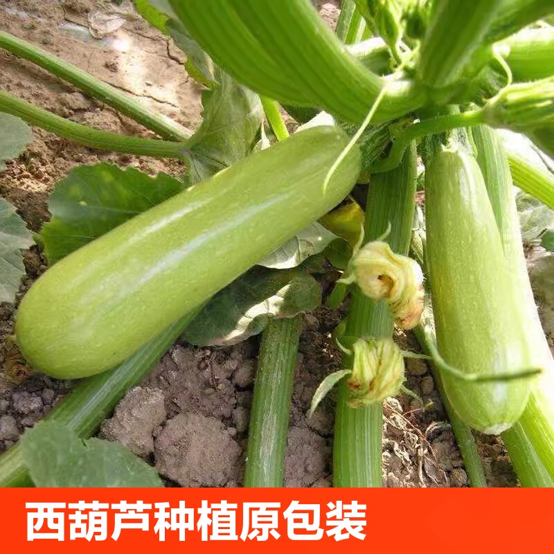 四季盆栽西葫芦种子水果蔬菜籽阳台种菜高产黄瓜蔬菜种子丝瓜秋葵