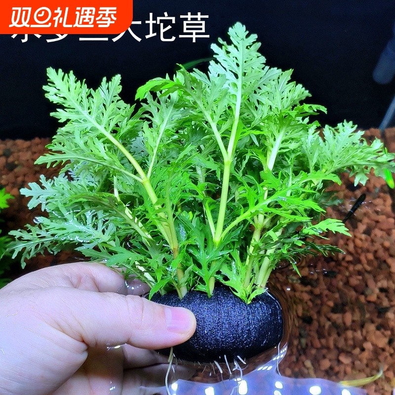 水罗兰坨草鱼缸养鱼造景淡水增氧净水后景新手懒人水草植物易养活