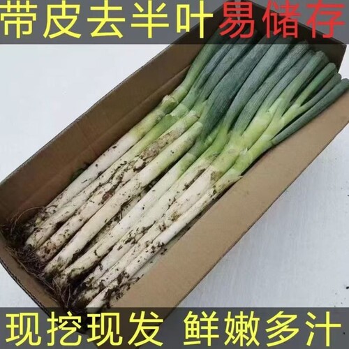 新鲜大葱去半叶4.5kg包邮