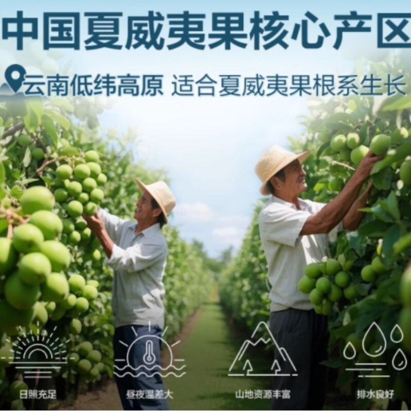 夏威夷果袋装500g罐装夏威夷坚果仁奶香味干 干果新货零食