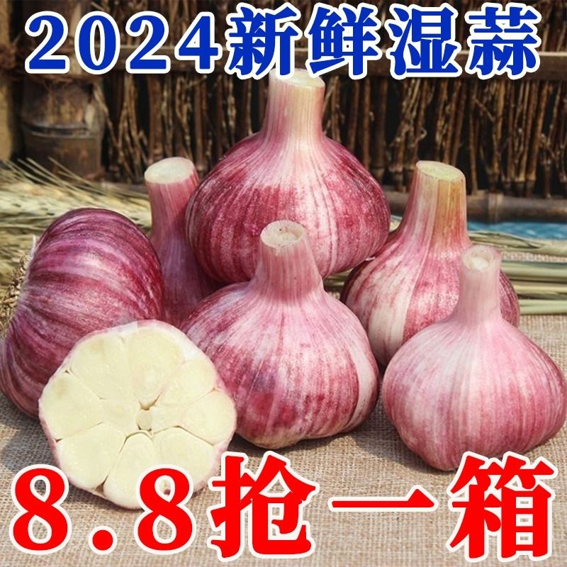 特价现挖2024年云南鲜蒜新鲜红皮紫皮大蒜头腌制糖蒜精选泡蒜瓣蒜