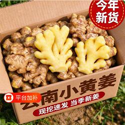 云南小黄姜生姜新鲜罗平小黄姜月子姜老姜山地土姜沙姜蔬菜批发价