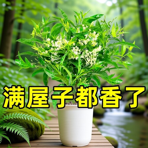 夜来香树苗盆栽花九里香带花苞花卉室内外驱蚊绿植物四季开花室外
