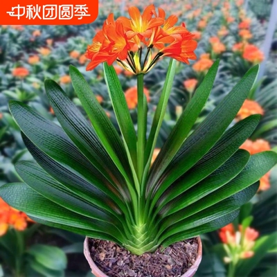 6年大苗精品君子兰盆栽花卉观花植物室内花好养的花当年开花不断