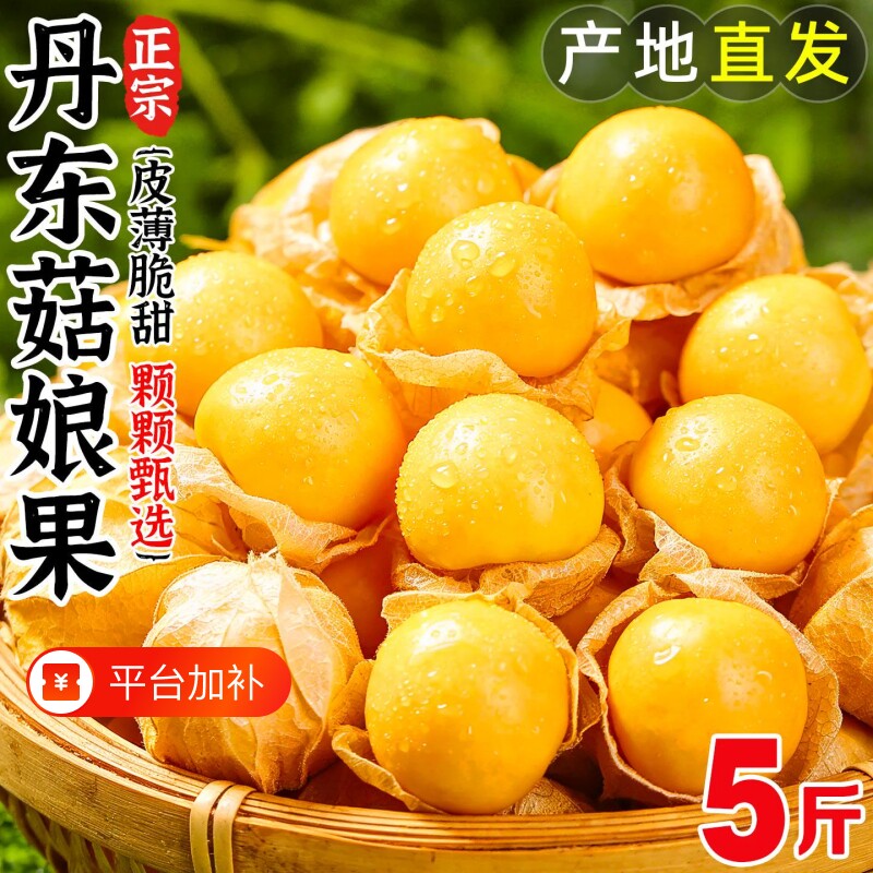 正宗东北姑娘果当季现摘灯笼果薄皮产地直发整箱菇娘应季新鲜水果