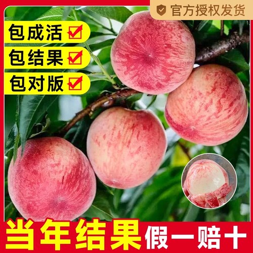 嫁接桃树当年结果早熟