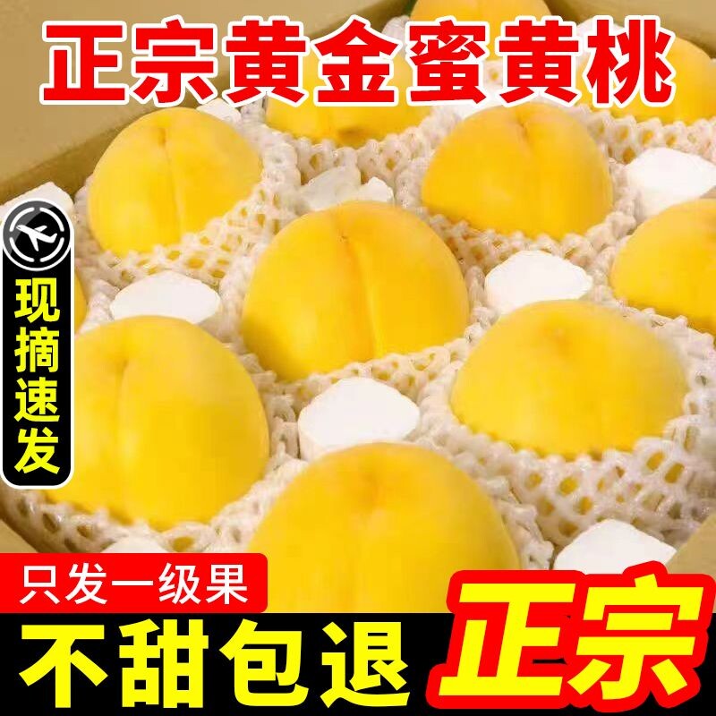 砀山黄桃新鲜水果时令应当季整箱现摘黄金蜜桃脆甜蜜桃脆桃大果