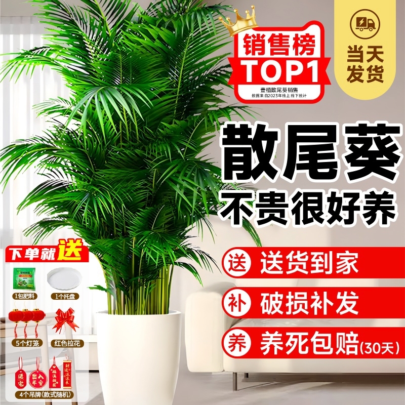 散尾葵植物盆栽客厅大型绿植室内落地办公室大号天堂鸟凤尾竹好养