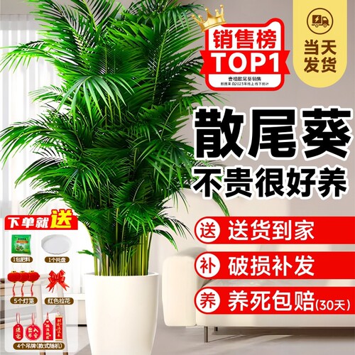 散尾葵植物盆栽客厅大型绿植室内落地办公室大号天堂鸟凤尾竹好养