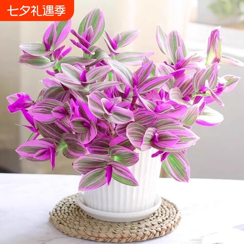 基地直销 新品特惠