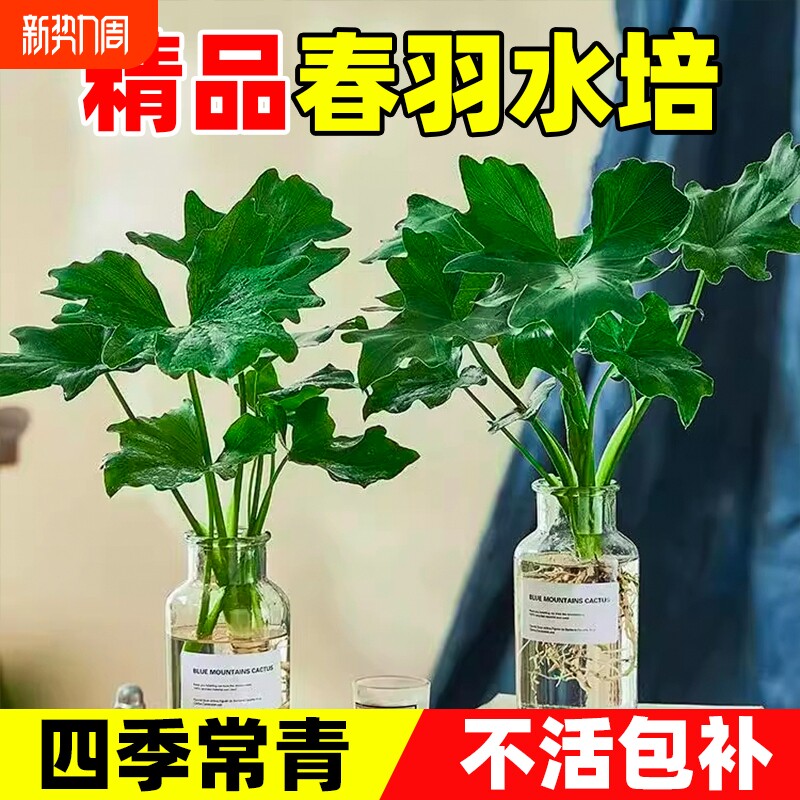 春羽水培植物室内盆栽客厅办公室桌面水养绿植绿植花卉大叶龟背竹