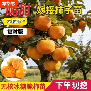脆甜柿子树果苗嫁接庭院果树特大号盆栽矮化耐寒火晶柿子树苗种植