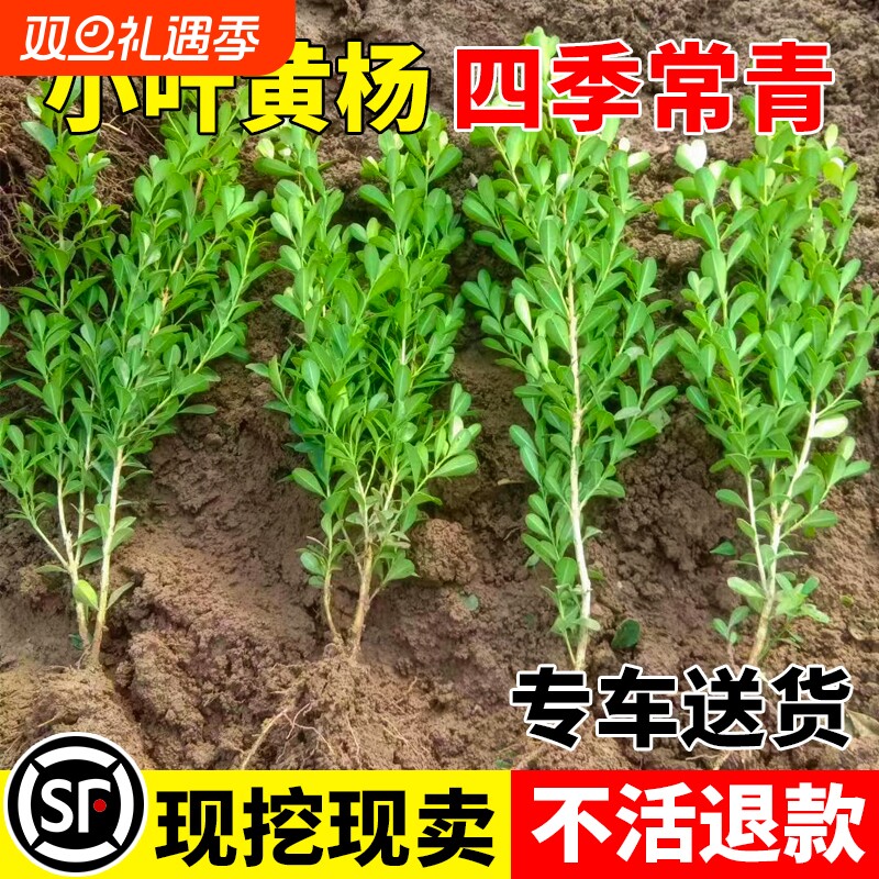 小叶黄杨树苗瓜子黄杨苗法国冬青苗大叶冬青庭院绿篱四季常青耐寒