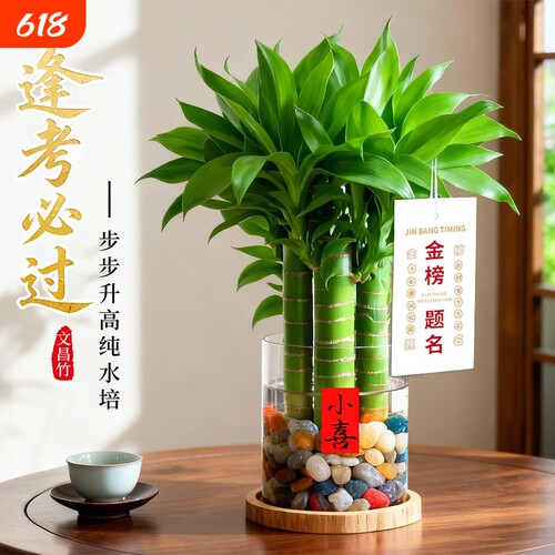 文昌竹4支金榜题名文昌塔学生用的富贵竹水培绿植室内盆栽书桌