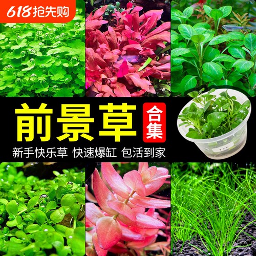 前景草矮珍珠水草|超1000次加购