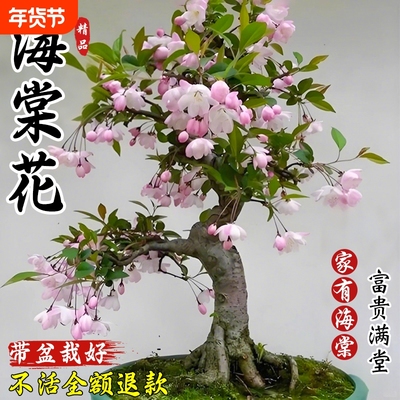 垂丝海棠花盆栽带花苞收到即赏