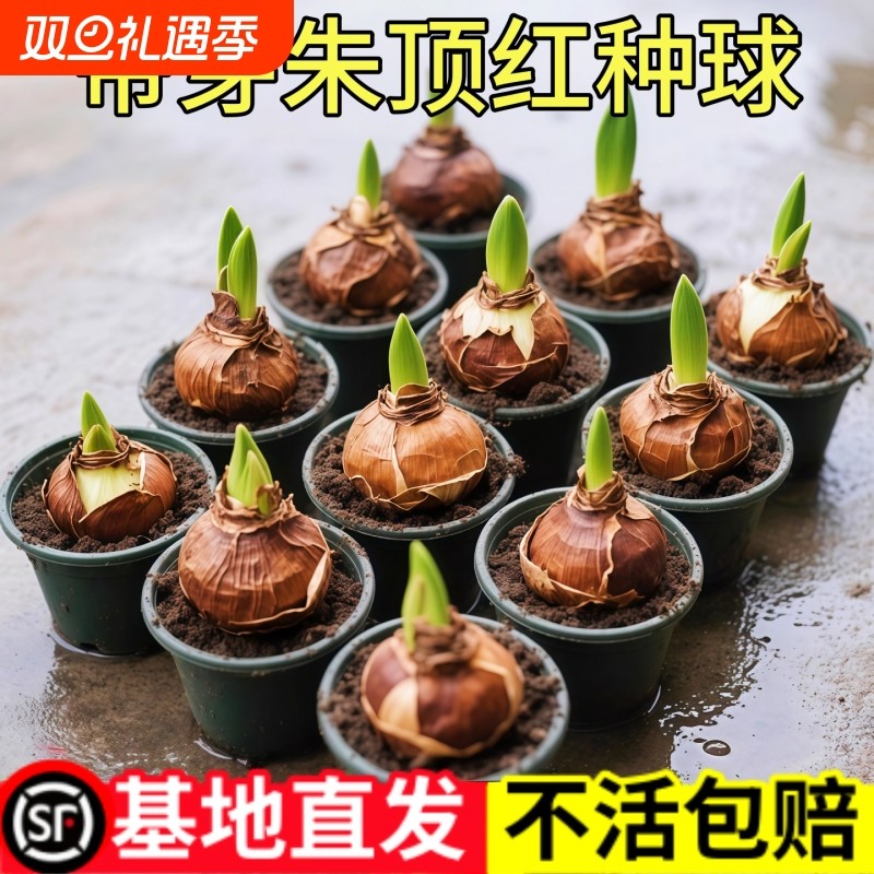 朱顶红盆栽带花苞进口植物阿弗大球四季开花好养重瓣室内耐寒室外