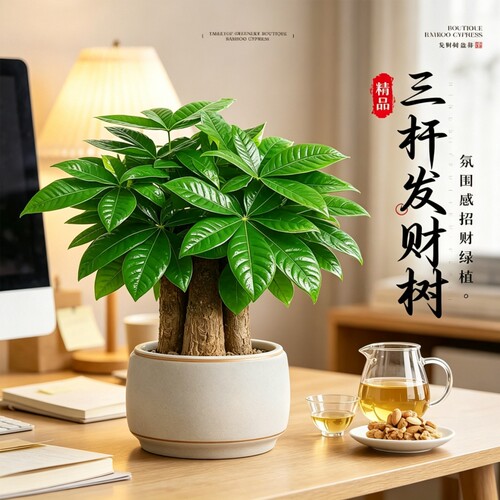 发财树小盆栽室内绿植懒人好养