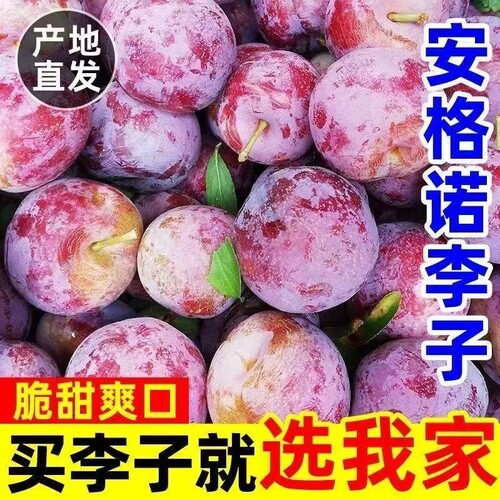 头茬安格诺李子果园现摘现发黄肉非黑布林新鲜水果黄李子吃果肉