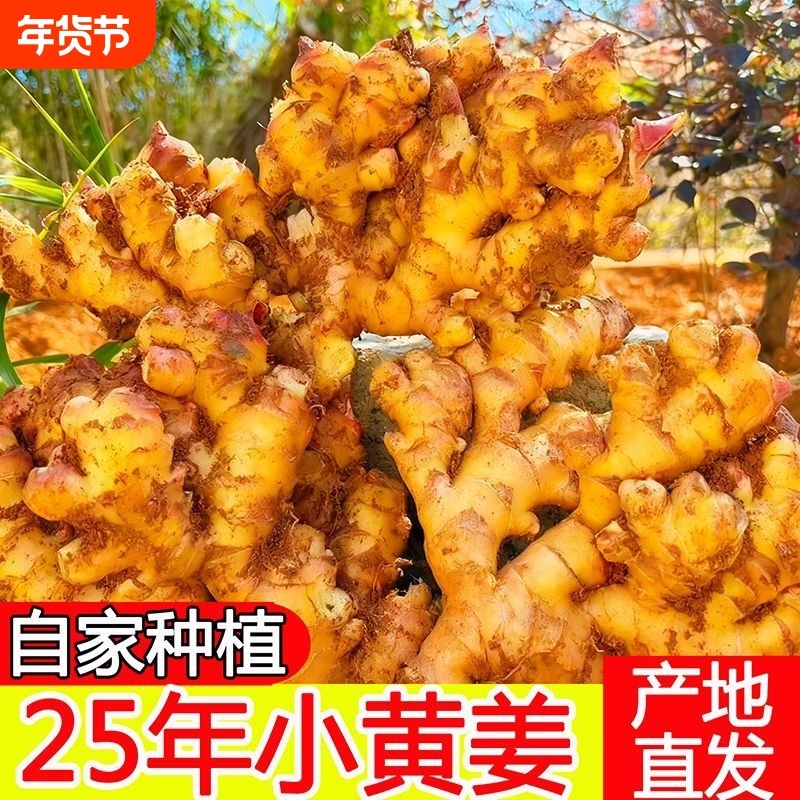 云南小黄新姜5斤新鲜生姜老姜现挖高山沙姜老嫩姜土姜蔬菜罗平,水产肉类/新鲜蔬果/熟食,生姜/南姜,淘宝优惠券,粉丝福利购,淘宝优惠卷